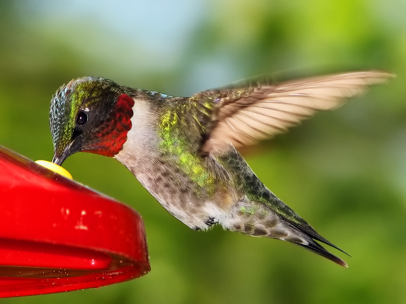 Hummingbird Medicine @Totem Readings With Tamare White-Wolf