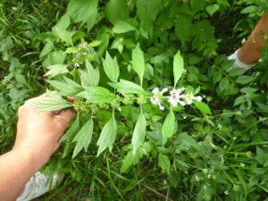 Motherwort