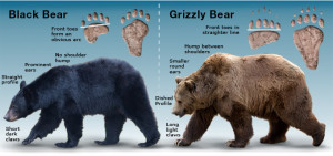 Bears-Distinctive-Features