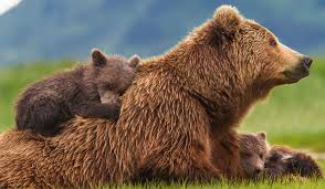 Bears n mother