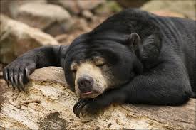 bear relaxing