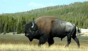 Buffalo