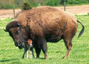 buffalo n baby - Copy