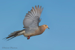 dove4