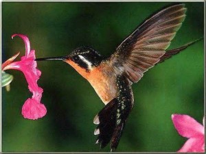 hummingbird4
