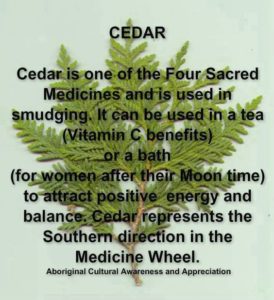 Cedar Medicine